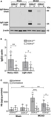 Genetic Deletion or Pharmacological Inhibition of Cyclooxygenase-2 Reduces Blood-Brain Barrier Damage in Experimental Ischemic Stroke